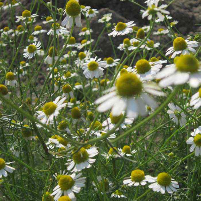 Chamomile